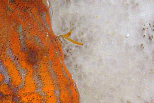 Parablennius zvonimiri (dettaglio tentacoli intermedi)